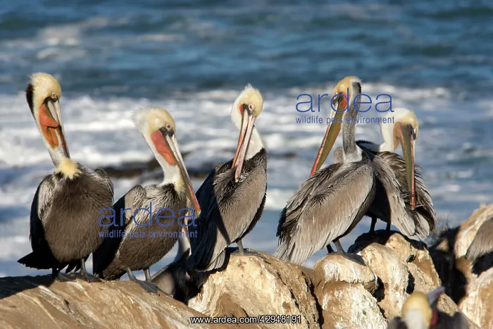 : Brown Pelican - Photographed on the cliffs of La Jolla : Brown Pelican - Photographed on the cliffs of La Jolla