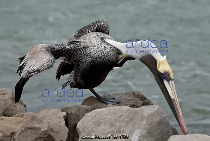 : Brown Pelican - preening, in winter : Brown Pelican - preening, in winter