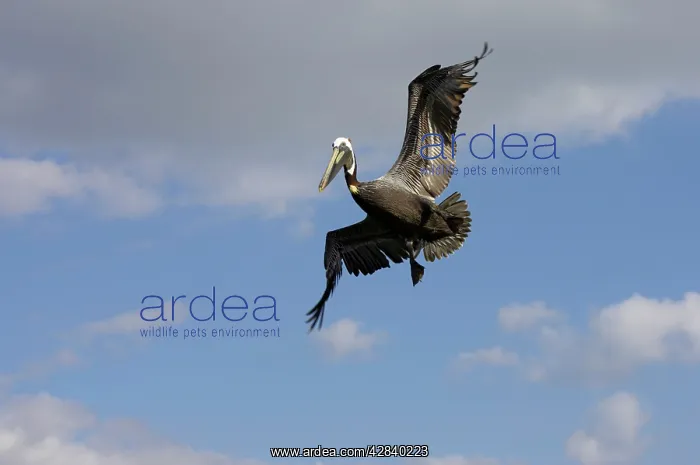 : Brown Pelican - preparing to plunge dive : Brown Pelican - preparing to plunge dive