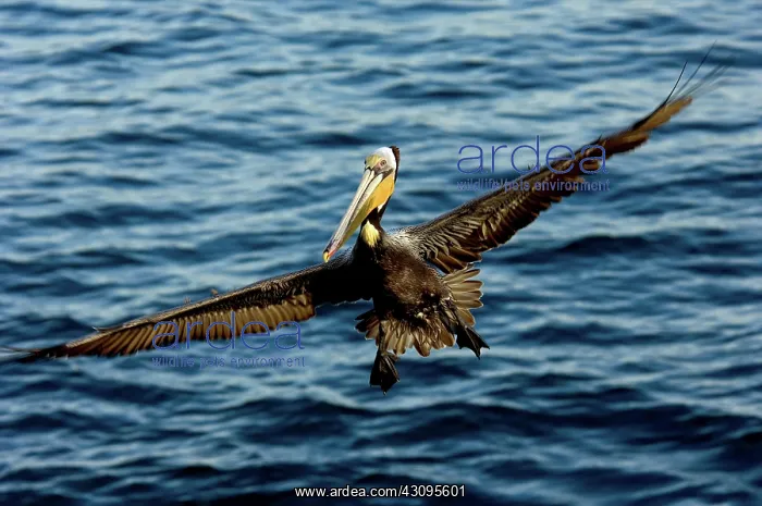: Brown Pelican ready for landing : Brown Pelican ready for landing