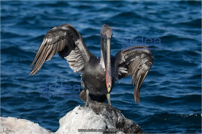 : Brown Pelican - On the rocky shore of San Cristobal : Brown Pelican - On the rocky shore of San Cristobal