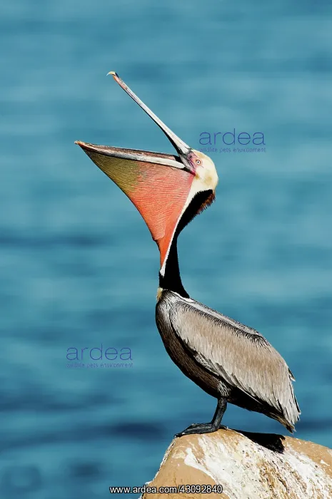 : Brown Pelican showing pouch : Brown Pelican showing pouch