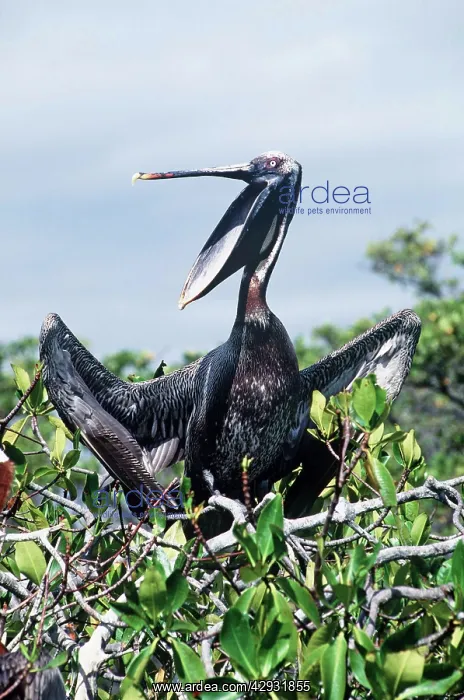 : Brown Pelican - in tree with mouth wide open : Brown Pelican - in tree with mouth wide open