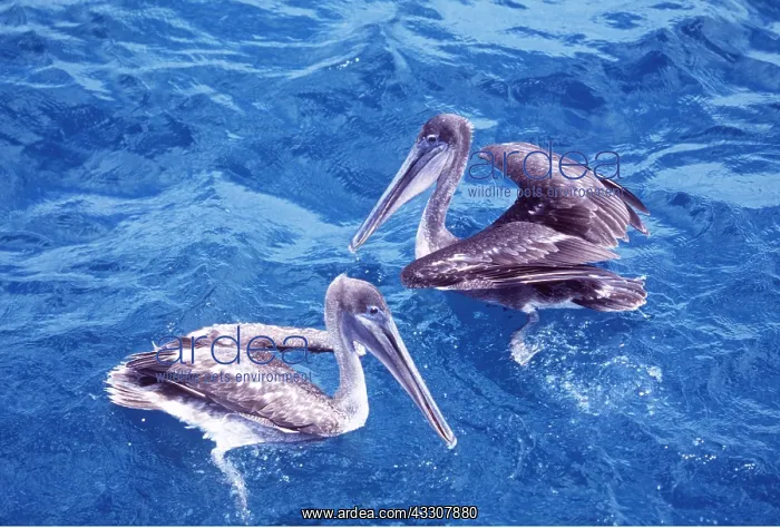 : BROWN PELICAN - two, immature : BROWN PELICAN - two, immature