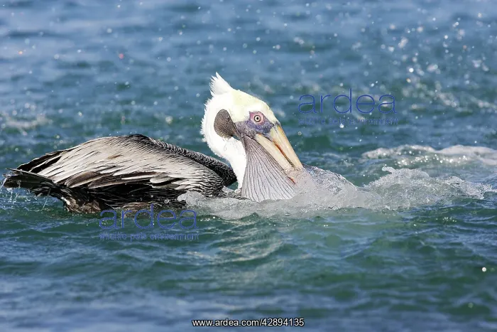 : Brown Pelican - in water : Brown Pelican - in water