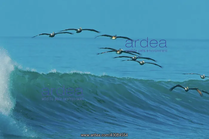  : Brown Pelicans