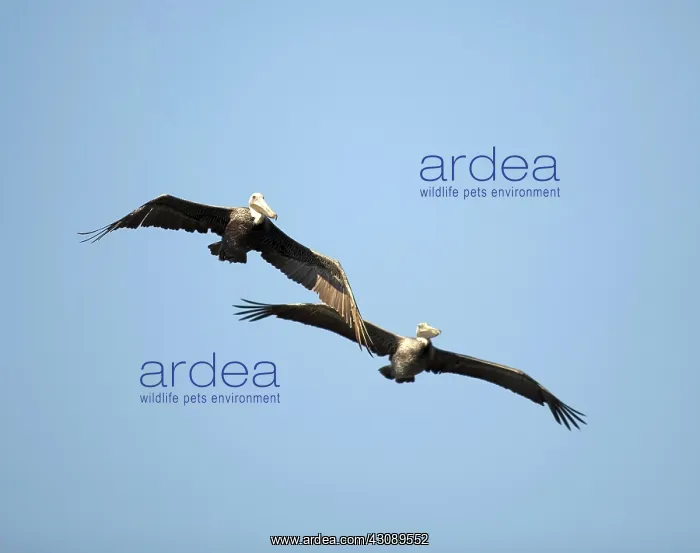 : Brown Pelicans : Brown Pelicans