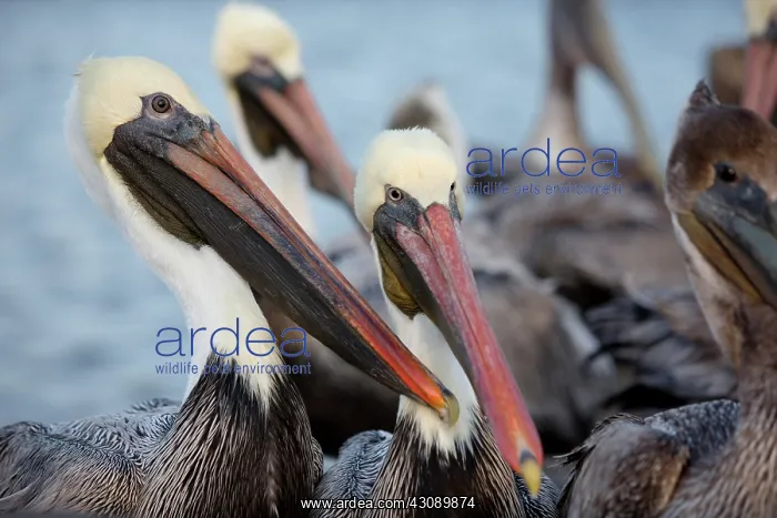 : Brown Pelicans : Brown Pelicans
