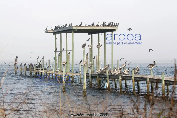 : Brown Pelicans & Cormorants : Brown Pelicans & Cormorants
