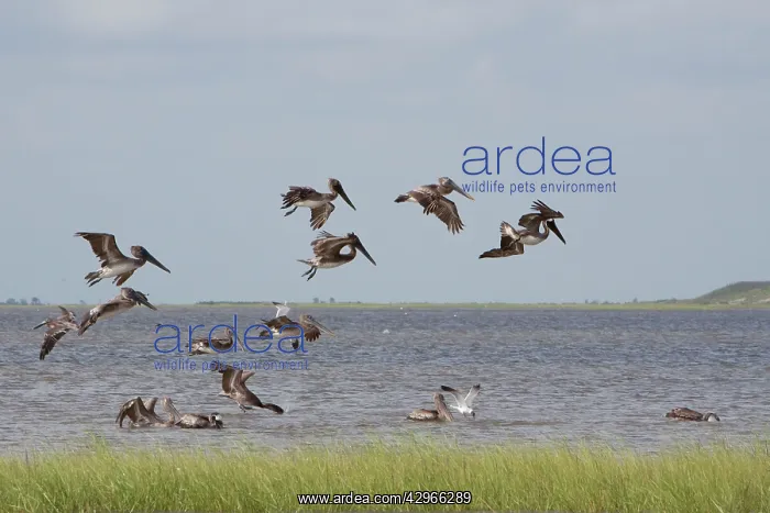 : Brown Pelicans - in flight - flock feeding offshore : Brown Pelicans - in flight - flock feeding offshore