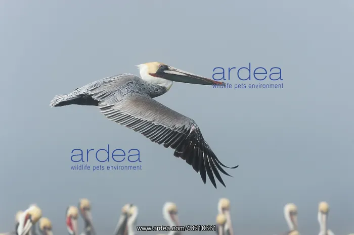 : Brown pelicans (Pelicanus occidentalis) Pelicans : Brown pelicans (Pelicanus occidentalis) Pelicans