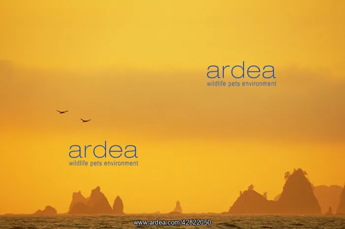 : Brown pelicans and Sea Stacks, Rialto Beach : Brown pelicans and Sea Stacks, Rialto Beach