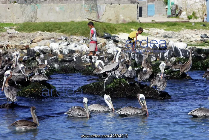 : Brown Pelicans on shore by La Gran Roques Village : Brown Pelicans on shore by La Gran Roques Village
