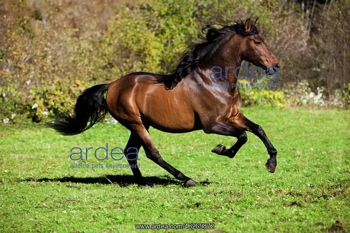 : Brown PRE horse galloping across a meadow, Austria : Brown PRE horse galloping across a meadow, Austria