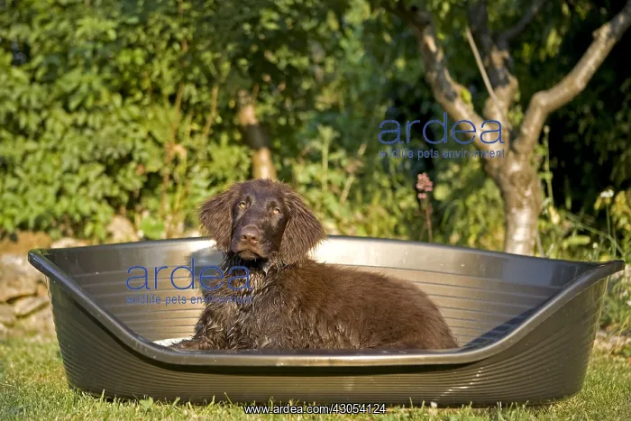 : Brown puppy lying in its niche in Provence France : Brown puppy lying in its niche in Provence France