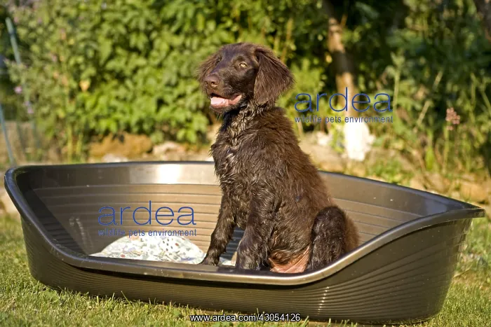 : Brown puppy sitting in its niche in Provence France : Brown puppy sitting in its niche in Provence France
