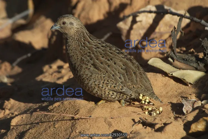 : Brown Quail : Brown Quail