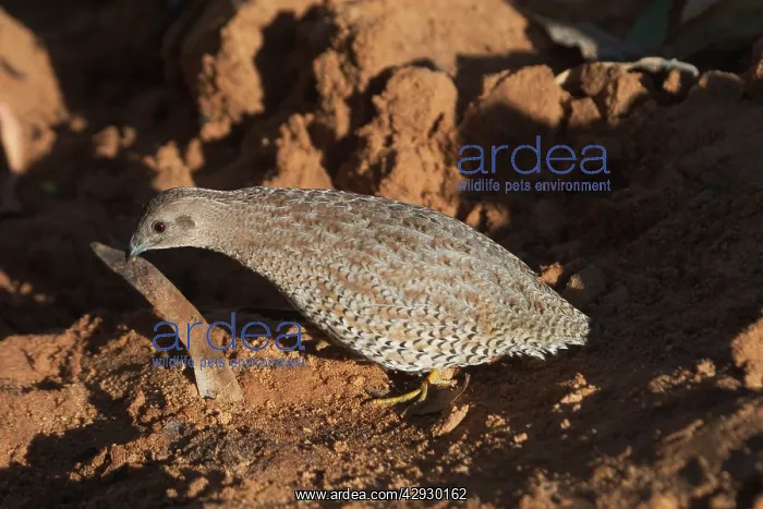 : Brown Quail : Brown Quail