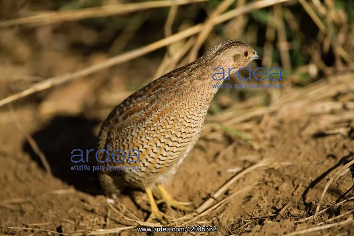 : Brown Quail : Brown Quail