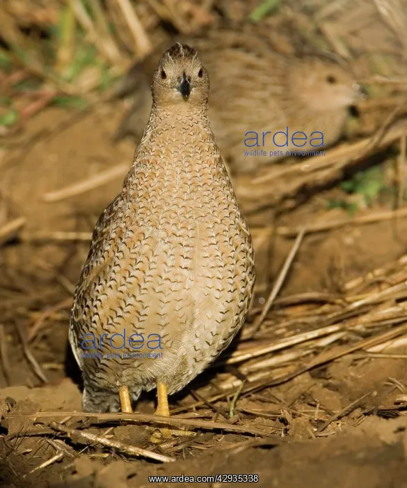 : Brown Quail : Brown Quail