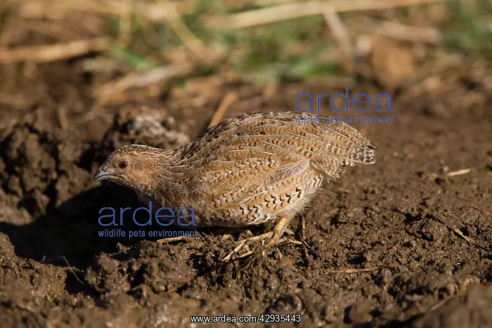 : Brown Quail drinking : Brown Quail drinking