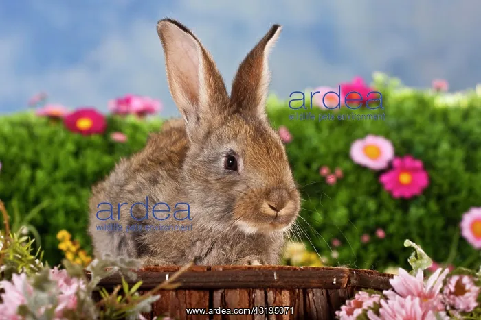  : Brown rabbit surrounded by flowers, on a wooden
