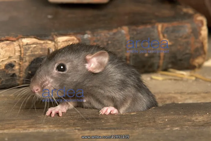 : Brown Rat (Rattus norvegicus) : Brown Rat (Rattus norvegicus)