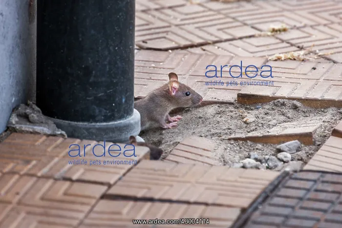 : Brown Rat by drainpipe (Rattus norvegicus) : Brown Rat by drainpipe (Rattus norvegicus)