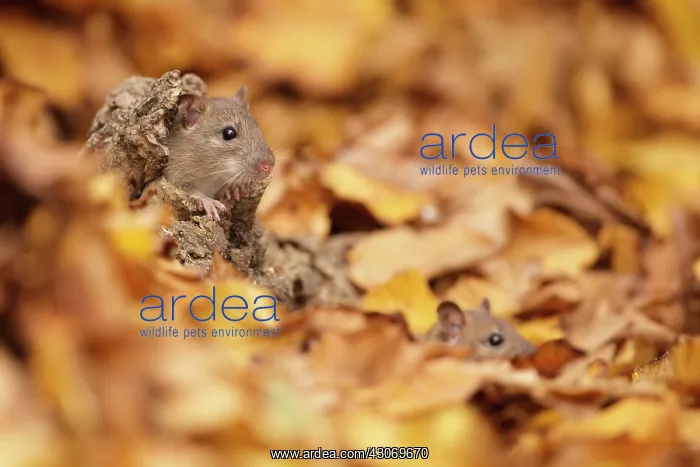 : Brown Rats (Rattus norvegicus) sitting amidst autumn leaves : Brown Rats (Rattus norvegicus) sitting amidst autumn leaves