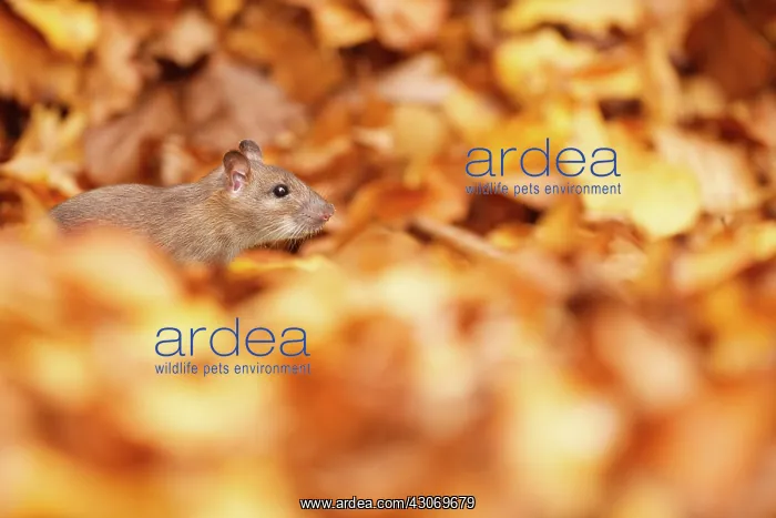 : Brown Rat (Rattus norvegicus) sitting amidst autumn leaves : Brown Rat (Rattus norvegicus) sitting amidst autumn leaves