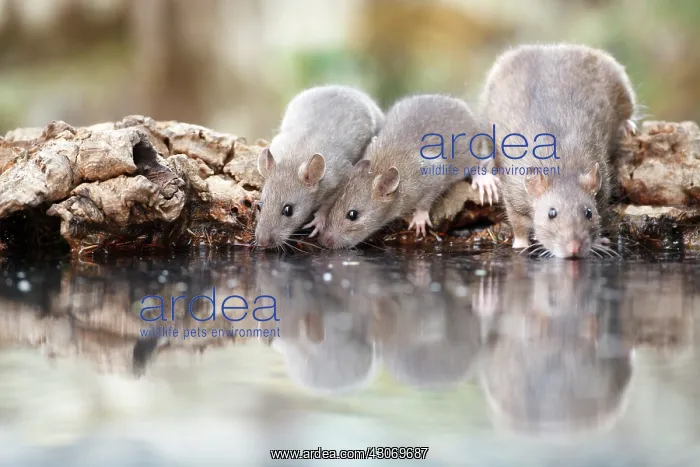  : Brown Rat (Rattus norvegicus) adult with two youngs