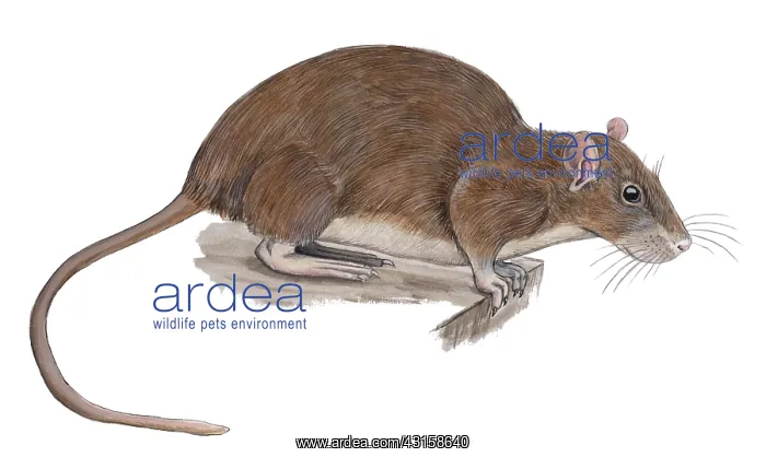 : Brown Rat. Illustration of a sitting Brown Rat (Rattus norvegicus) : Brown Rat. Illustration of a sitting Brown Rat (Rattus norvegicus)