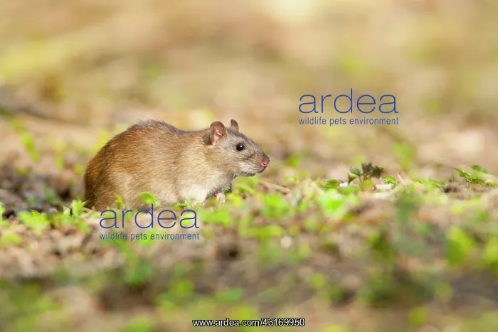  : Brown Rat (Rattus norvegicus) searching for leftovers