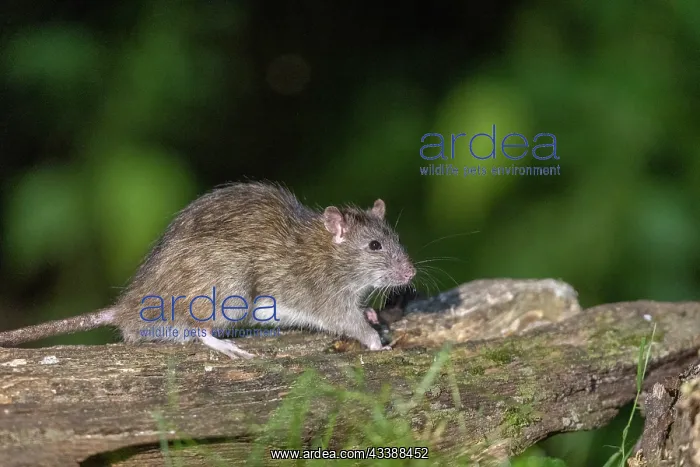 : BROWN RAT. France, Brittany, Ille et Vilaine, Brown rat : BROWN RAT. France, Brittany, Ille et Vilaine, Brown rat