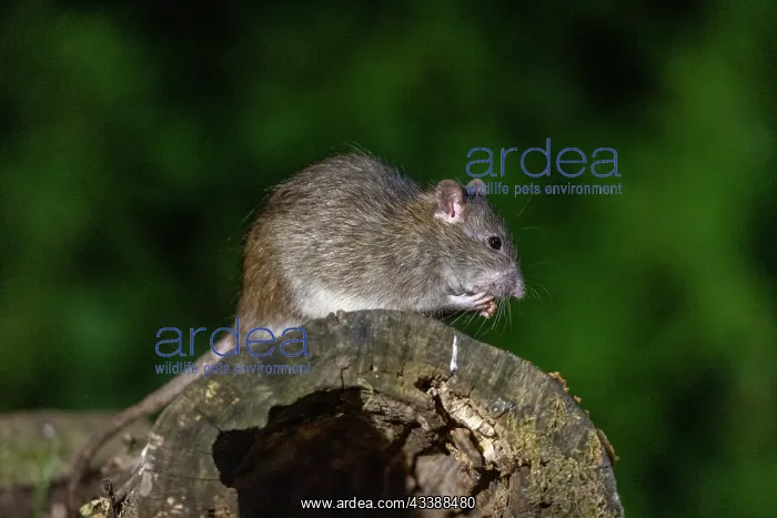 : BROWN RAT. France, Brittany, Ille et Vilaine, Brown rat : BROWN RAT. France, Brittany, Ille et Vilaine, Brown rat