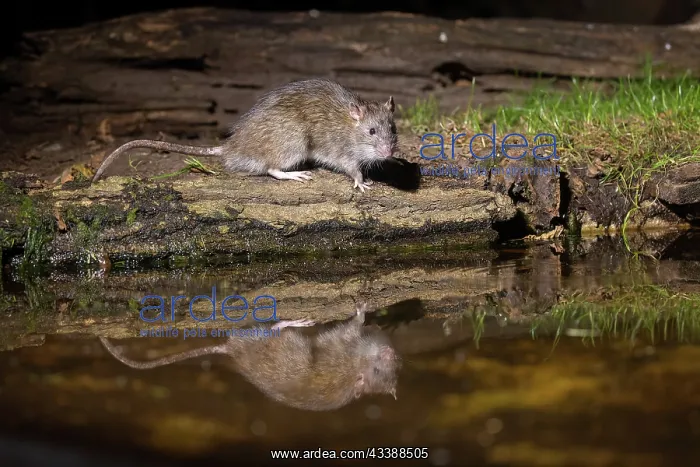  : BROWN RAT. France, Brittany, Ille et Vilaine, Brown rat