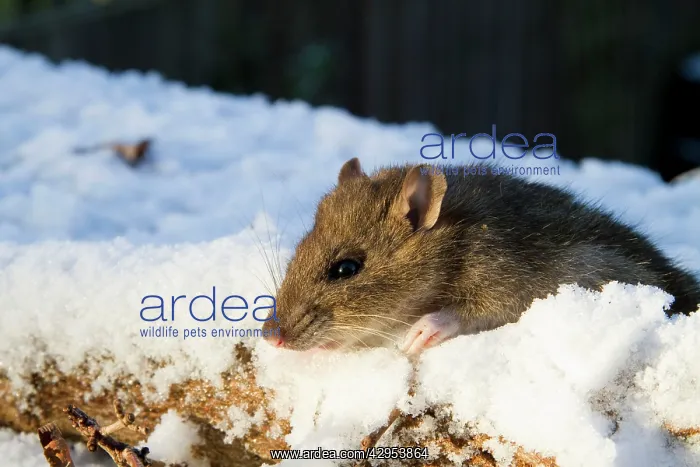: Brown Rat - Adult brown rat in the snow : Brown Rat - Adult brown rat in the snow