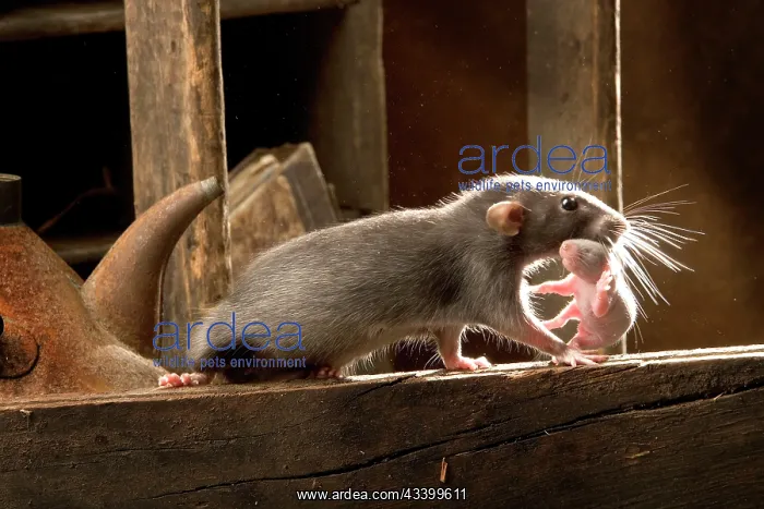 : Brown Rat - carrying young : Brown Rat - carrying young