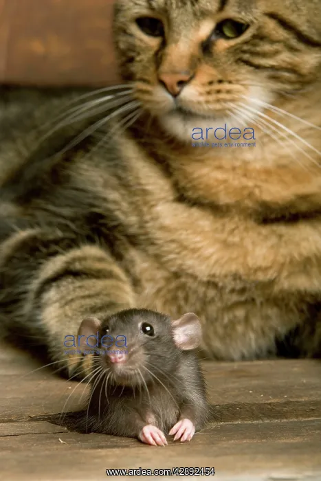  : Brown Rat - with Cat