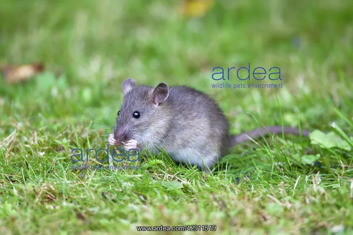  : Brown Rat  /  Common Rat - baby animal feeding on