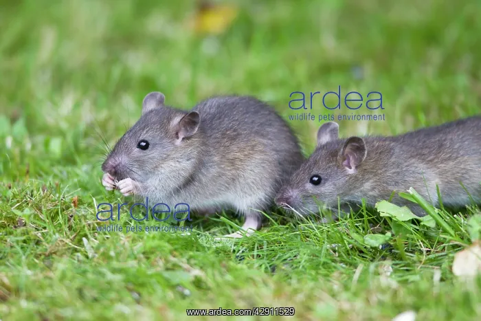 : Brown Rat / Common Rat - two baby animals feeding : Brown Rat / Common Rat - two baby animals feeding