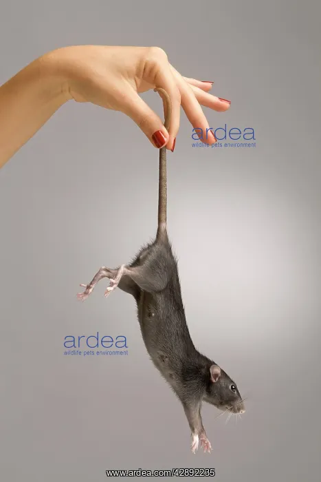 : Brown Rat - dangling from tail : Brown Rat - dangling from tail