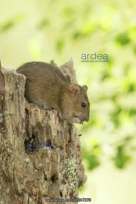  : Brown rat - Feeding on tree stump - Romania