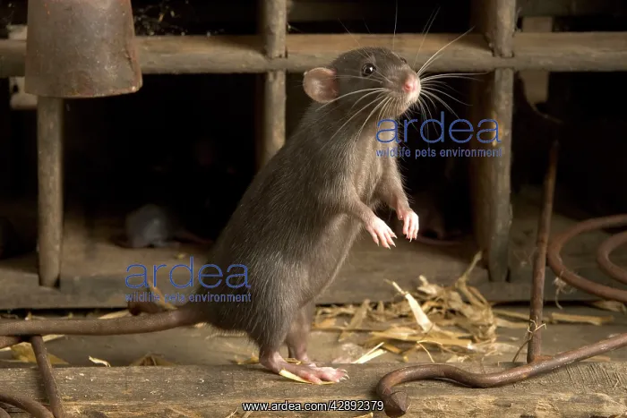 : Brown Rat - on hind legs : Brown Rat - on hind legs
