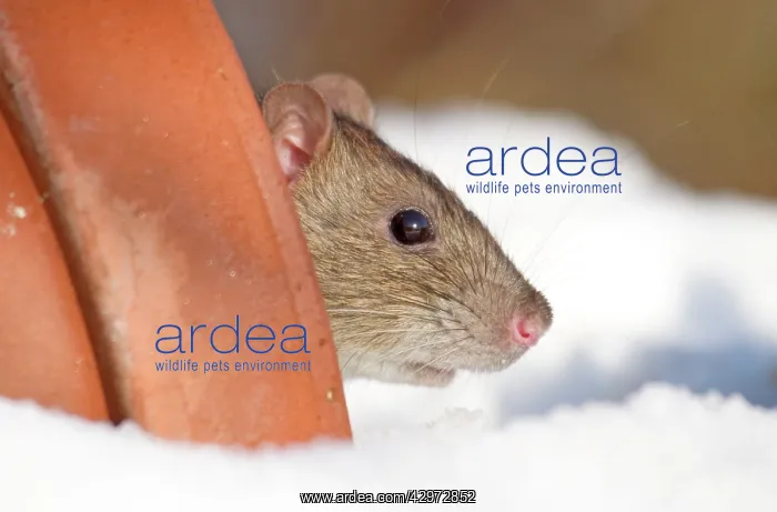 : Brown Rat - looking out from garden flowerpot in snow : Brown Rat - looking out from garden flowerpot in snow