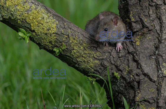 : Brown rat, Rattus norvegicus, climbing a tree to reach food : Brown rat, Rattus norvegicus, climbing a tree to reach food