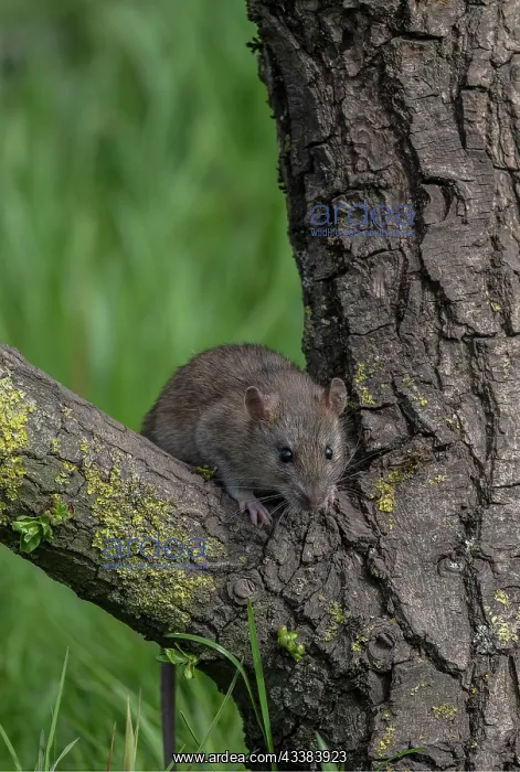 : Brown rat, Rattus norvegicus, climbing a tree to reach food : Brown rat, Rattus norvegicus, climbing a tree to reach food