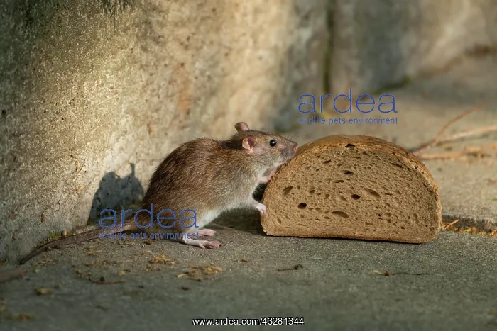 : Brown rat (Rattus norvegicus) sniffs on bread, Thuringia : Brown rat (Rattus norvegicus) sniffs on bread, Thuringia