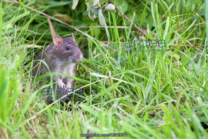 : Brown Rat - Single adult sitting in grass : Brown Rat - Single adult sitting in grass