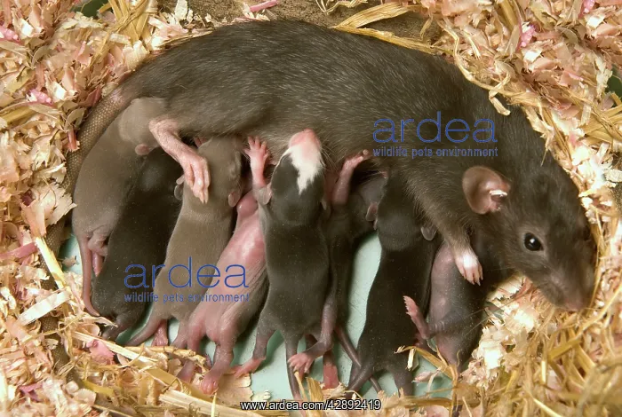: Brown Rat - suckling young : Brown Rat - suckling young
